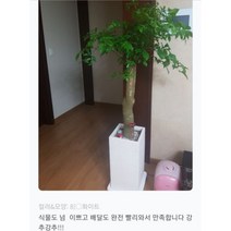없음 [반값화분] MAIN-대형해피트리140(행복나무) 직접배송 축하화분 개업화분 거실화분 카페화분 인테리어화분 아레카야자 극락조 알로카시아 파키라 고무나무, 사각블랙