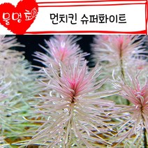 [물멍초] 수조 속 작은 보석 먼치킨 슈퍼화이트 수초 1촉