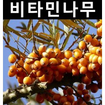 비타민 실생2년(암2개/숫1개/총3개) 뿌리 특묘 1세트 1개/나무 묘목/과실수/유실수