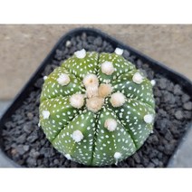 선인장/슈퍼투구-2756 아프리카농장