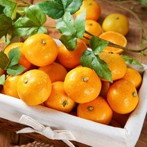 [KT알파쇼핑][초록자연] 고당도 하우스 작은 감귤 3kg(500gx6팩), 기본상품