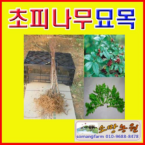 (G소망)초피나무묘목 실생 2년생 10그루