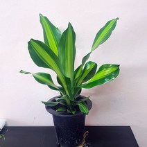 맛상 드라세나 맛상 게아나 인테리어식물 반려식물 키우기쉬운식물 11, 1개