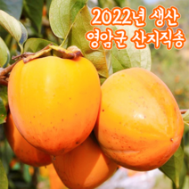 (임금님 진상품) 영암 대봉감 홍시, 중대과 2kg (8~12과)