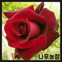 (나무농장) 유럽사계덩굴장미 프레지던트 L .셍골 개화주 화분