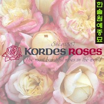 유럽독일 사계장미 Kordes 넝쿨 덩굴 정원 화단 장미 나무, 02. 알래스카(덩굴)