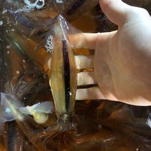 울진과바다 오징어 통찜 오징어 생물 급냉 산지직송 1kg 동해바다 국산, 5-10미내외, 오징어 1킬로(5-10미내외)