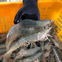 국내산 신안 특품 생물 왕새우 특대 사이즈 살아있는 활 흰다리 새우 대하 1kg 2kg 3kg 4kg, 신안 왕새우 [생물] 4kg 140미 내외, 1개