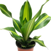 맛상게아나-행운목/공기정화/실내원예식물/관엽식물, 1개