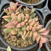 올식스 취설송 다육식물 플랜테리어 반려식물 공기정화식물 개업화분