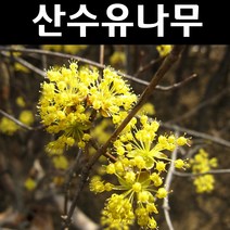 산수유 나무 묘목 실생2년 뿌리 특묘 5개/정원/공원/조경수