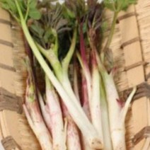 [산지직송] 두릅 땅드릅 강원도 자연산 제철 나물, 두릅 2kg