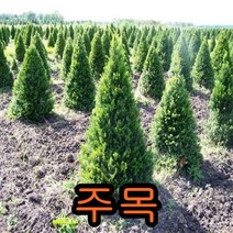 주목실4년생5그루.묘목.나무묘목.묘목판매, 1개, 주목실3년뿌리묘(키20cm내외)5그루
