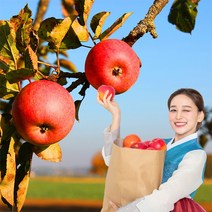 욜케이유 부사 꿀 사과 맛있는 정품 못난이 주스용 가정용 흠집 경북 충주 거창, 가정용 중대과 13-15과 5kg