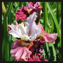 (나무농장) 시베리아붓꽃 숙근 체리플링