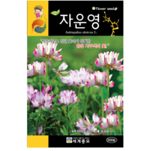 자운영 씨앗 500립 야화생 연화초 홍화채 꽃씨 키우기 화단가꾸기 chinese milkvetch seed