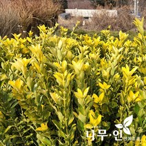 [나무인] 황금사철 키80cm 10그루