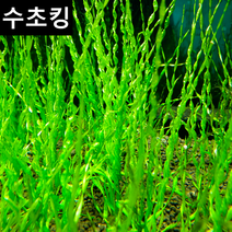 [수초킹] 키우기 쉬운 에키노도루스 베시비우스 / 수초맛집 초보수초 새우놀이터 구피키우기 구피어항 구피 새우 수초농장 수초도매 구피수초 구피어항 새우수초 인기수초, 6촉
