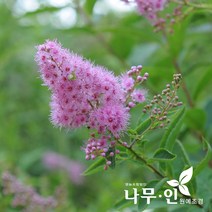 [나무인] 꼬리조팝 개화주 5그루
