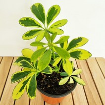 러브코리아 칼라홍콩야자(소) 실내공기정화식물 공기청정식물 홍콩야자키우기, 단품, 1개