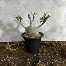 그락실리스 대 Pachypodium gracilius, 1개