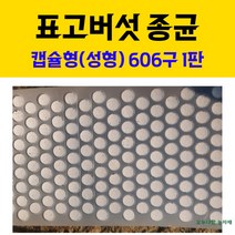 모두다팜 버섯종균 표고버섯종균 606구 버섯종균 캡슐형 성형 버섯재배 버섯키우기 버섯 접종 버섯키트, 표고버섯종균 606구 (성형) 1판
