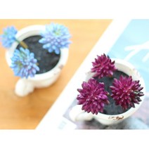 칼라 인조 선인장 장식 테라스 꾸미기 미니조화, 1개, 블루