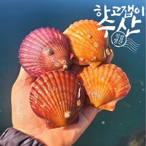 하고잽이수산 통영 세척 제철 홍 비단 가리비, 1개, 5kg