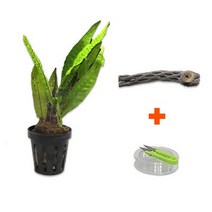 DIY 마이플랜츠 초야우드 미크로소리움 .미미네아쿠아