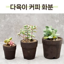 다육이 커피박화분 천연 다육화분 만들기재료 DIY키트