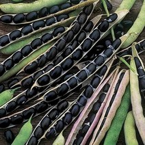 기타 바보사랑[마이플랜트]서리태 콩 씨앗 30g
