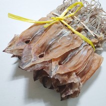 속초 당일바리 햇오징어 건조 마른 오징어 쫄쫄이오징어, 6마리 속초 어장 오징어 파지 400g, 1개