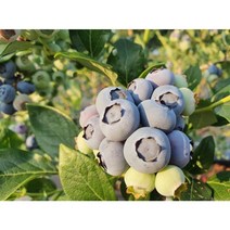 착한가격 광일농원 블루베리 화분 2그루 묶음, 3년5치포트