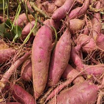 2022년 해남 베니하루카 세척 햇 고구마 3kg (대), 단품