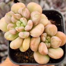 내맘에 힐링다육 한눈에 모아보기, 14번-빌게이츠, 1개