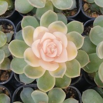 [수암다육] 컬러 멕시칸스노우볼 랜덤발송 Echeveria elegans