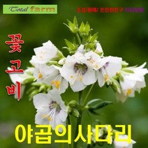 [꽃씨] 꽃고비 화이트 (야곱의사다리) 20립, 상세페이지 참조