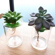 수중식물 수경재배, 새싹마늘수경재배 1종, 1개