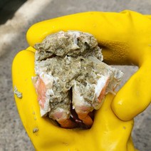 포항 구룡포 홍게 100% 선주 산지 직송 품질과 수율 확실 보장, 4KG, 고급홍게 12-16마리