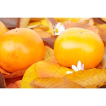 부유단감 송본단감 창원단감 진영단감 경남단감 5kg 10kg, 5kg S(27~30)