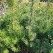 가재울통상 소나무 키120~150cm (분) 키움 조경수 0-93-056934-53ea, gajae5407 본상품선택