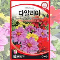 다알리아 씨앗 다알리아 씨 꽃 종자 100립, 단품