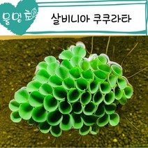 [물멍초] 치어의 놀이터가 되어줄 부상수초 살비니아 쿠쿠라타 12뿌리