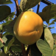 맛가득 태추단감 배단감 대봉감 상서 부유 진영단감 홍시 5Kg 10Kg, 태추단감 L 5Kg 21-23과