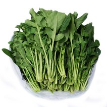 그린팜 생 루꼴라 1kg, 단품