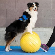 Fitpaws 핏포즈 트랙스 피넛 40cm 반려견 근력강화 강아지홈트 슬개골탈구 예방