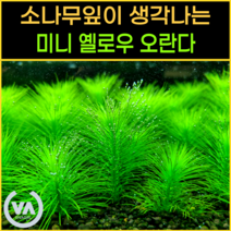 [비바소녀] 소나무잎을 닮은 미니 옐로우 오란다(6줄기) 초보수초 레이아웃 미니어항