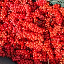 왕언니 국내산 100% 오미자 문경오미자 세척오미자 오미자생과 산지직송 3kg 5kg 10kg, 생오미자(냉동) 5kg