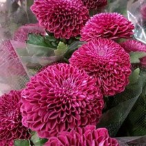 [꽃모종]국화(폼폰타입) : 9cm분, 팡팡 딥퍼플, 1개