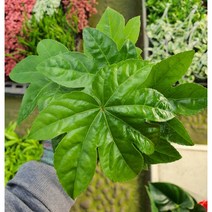 트리바이제이 팔손이 반려식물 플랜테리어 실내공기정화식물